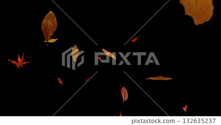 Falling Autumn Leaves. Isolated on Black Background.  Still for Seasonal Design, Overlay Effects, or Visual Storytelling. 132635237