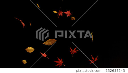 Falling Autumn Leaves. Isolated on Black Background. Still for Seasonal Design, Overlay Effects, or Visual Storytelling. Falling Autumn Leaves. Isolated on Black Background. Still for Seasonal Design, Overlay Effects, or Visual Storytelling. 132635243