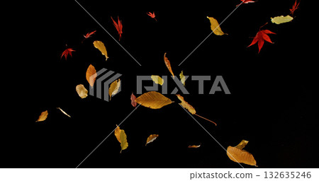 Falling Autumn Leaves. Isolated on Black Background.  Still for Seasonal Design, Overlay Effects, or Visual Storytelling. 132635246