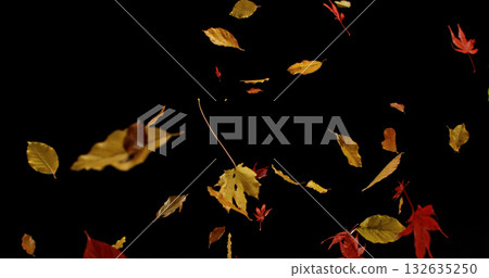 Falling Autumn Leaves. Isolated on Black Background.  Still for Seasonal Design, Overlay Effects, or Visual Storytelling. 132635250