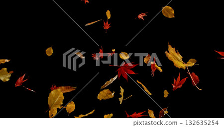 Falling Autumn Leaves. Isolated on Black Background.  Still for Seasonal Design, Overlay Effects, or Visual Storytelling. 132635254