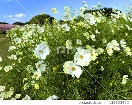 White and pale yellow cosmos flowers 132635453