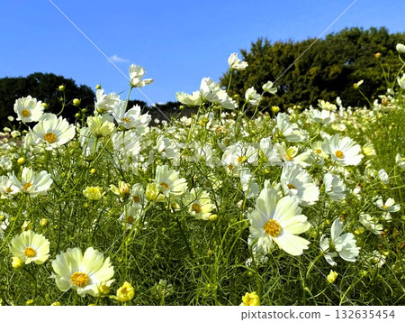 White and pale yellow cosmos flowers swaying in the wind 132635454