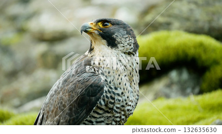 Peregrine falcon bird Falco peregrinus predator, endangered species in the wild nature rocky rocks mountain passerine small. Beautiful feathers beak detail close-up excellent eyesight eyes. Europe Peregrine falcon bird Falco peregrinus predator, endangered species in the wild nature rocky rocks mountain passerine small. Beautiful feathers beak detail close-up excellent eyesight eyes. Europe 132635630