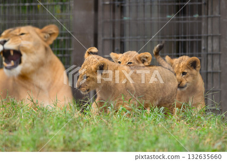 Lion cubs running around beside their mother Lion cubs running around beside their mother 132635660