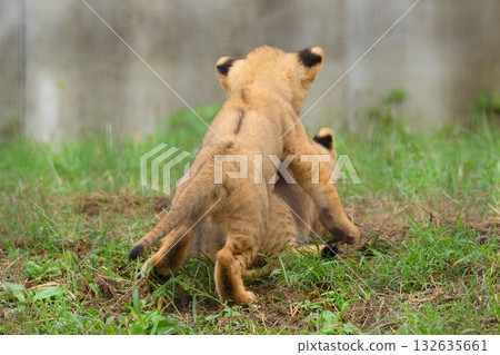 Lion cub behind Lion cub behind 132635661