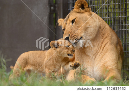 母獅和幼獅互相蹭臉頰 母獅和幼獅互相蹭臉頰 132635662