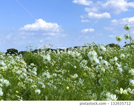 White cosmos flowers swaying in the wind from behind White cosmos flowers swaying in the wind from behind 132635712