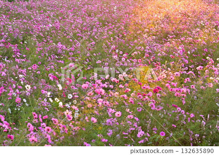 Cosmos field illuminated by the morning sun Cosmos field illuminated by the morning sun 132635890