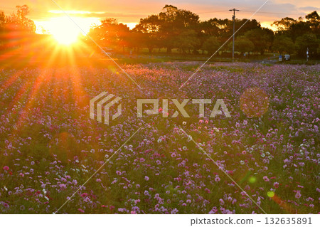 早晨太陽照亮的波斯菊領域 早晨太陽照亮的波斯菊領域 132635891