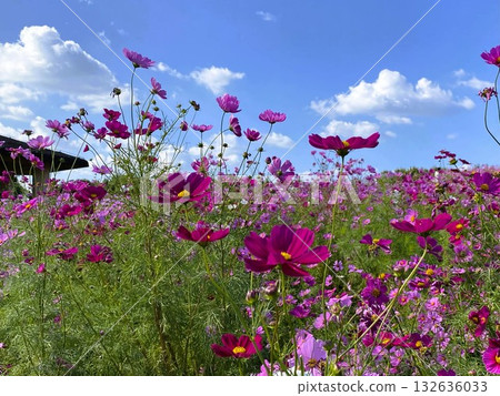 Lovely red and pink cosmos flowers in the fields 132636033