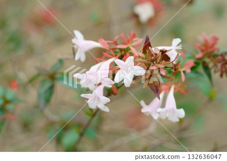 Autumn Abelia flowers Autumn Abelia flowers 132636047