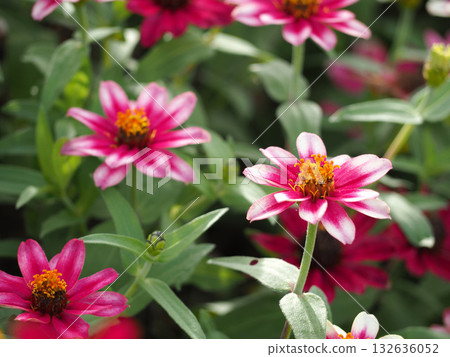 Zinnia Flower 132636052