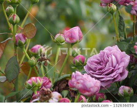 粉紅色的玫瑰花 粉紅色的玫瑰花 132636059