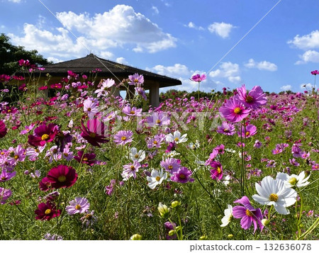 Lovely red, pink and white cosmos flowers in the fields 132636078