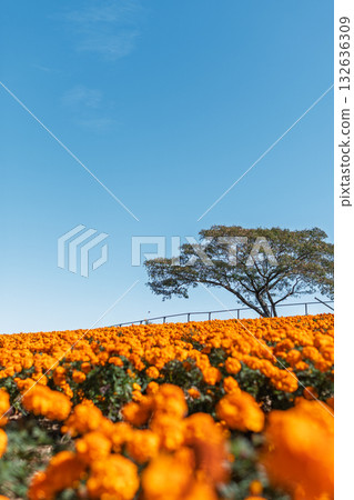 Marigold Hill Park on a clear day Marigold Hill Park on a clear day 132636309