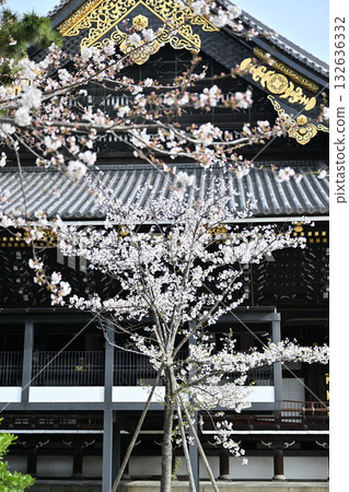 Cherry blossoms and Higashi Honganji Temple Spring 2024 132636332