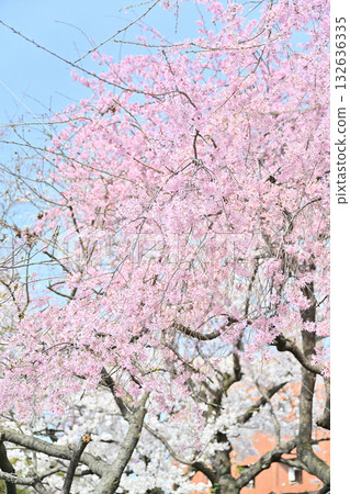 Higashi Honganji Spring 2024 132636335