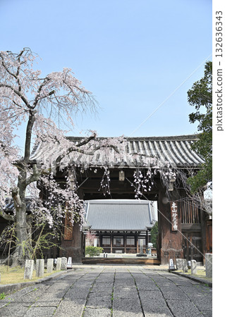 2024年春季京都妙覺寺 132636343