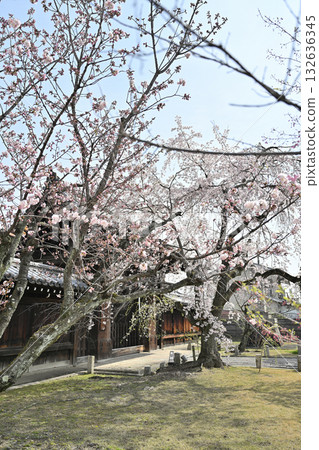 Spring 2024 at Myokakuji Temple in Kyoto 132636345