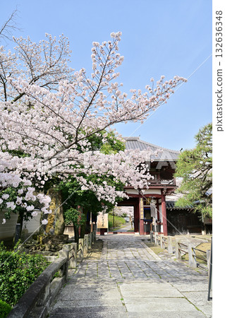 2024年春季,京都本法寺 2024年春季,京都本法寺 132636348