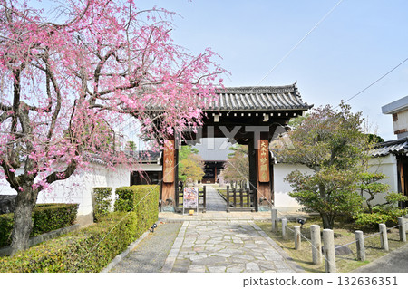 Spring at Myokenji Temple, Kyoto, 2024 132636351