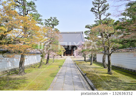 2024年京都妙顯寺的春天 2024年京都妙顯寺的春天 132636352