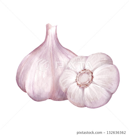 Watercolor illustration of two white garlic bulbs Watercolor illustration of two white garlic bulbs 132636362