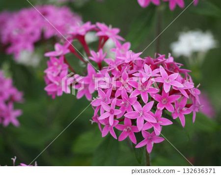 粉紅色的pentas花 粉紅色的pentas花 132636371