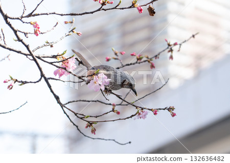 Bird is perched on branch of pink color sakura (Cherry) during blossom period 132636482