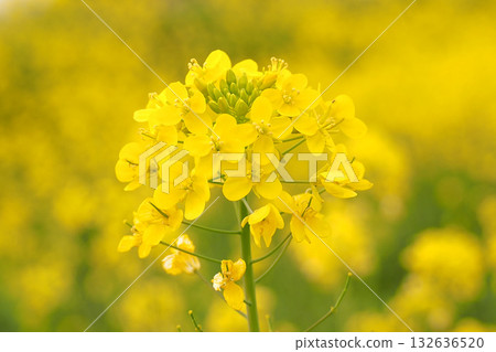 Rape blossoms blooming in the rape field 132636520