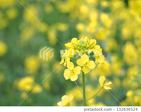 油菜花沐浴春光 油菜花沐浴春光 132636524