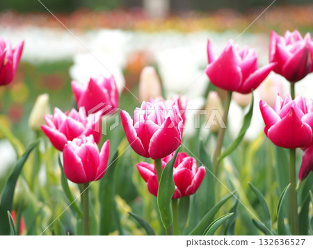 Red tulip Red tulip 132636527