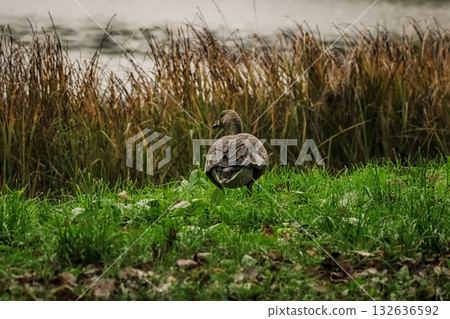 A young White-fronted Goose (Anser albifrons). 132636592