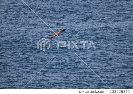 Tonbi Tonbi 132636873