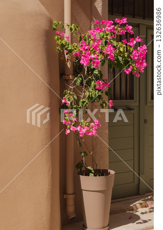 Vibrant magenta Bougainvillea flower in a plastic pot next to a rustic wooden door and white stone wall. A quintessential Mediterranean summer garden and architectural scene Vibrant magenta Bougainvillea flower in a plastic pot next to a rustic wooden door and white stone wall. A quintessential Mediterranean summer garden and architectural scene 132636986