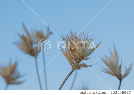 Dried seed pods of Bituminaria palaestina (Palestinian trefoil) against a bright blue sky. Macro shot highlighting the spiky texture, symbolizing drought, late summer, and arid botanical survival Dried seed pods of Bituminaria palaestina (Palestinian trefoil) against a bright blue sky. Macro shot highlighting the spiky texture, symbolizing drought, late summer, and arid botanical survival 132636987