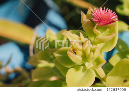 Macro close-up of a vibrant pink succulent flower blooming atop fleshy green leaves, against a bright, softly blurred background. Focus on arid beauty and natural contrast 132637006
