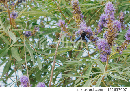Black Carpenter Bee gathering nectar from lavender-purple Vitex flowers Black Carpenter Bee gathering nectar from lavender-purple Vitex flowers 132637007