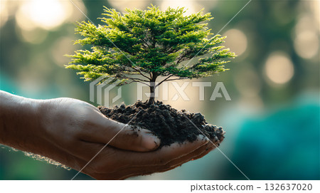 A small tree in the palm of your hand 132637020