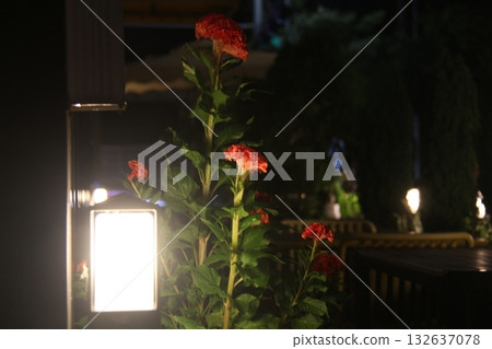 lantern with candle light at night 132637078