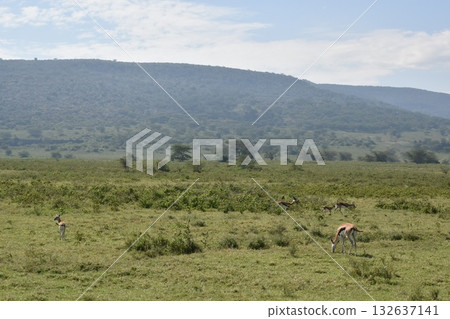 Gazelle seen on safari in Lake Nakuru National Park, Kenya 132637141