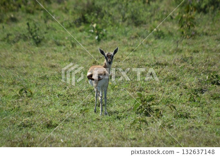 Gazelle seen on safari in Lake Nakuru National Park, Kenya 132637148