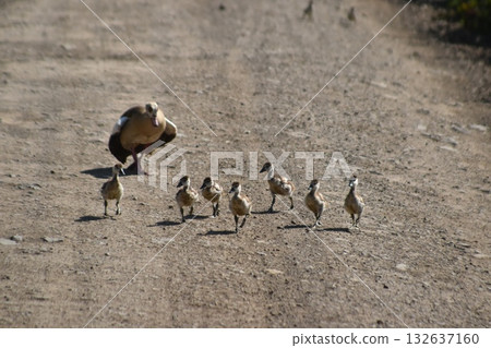 A mother and baby Egyptian goose seen in the Kenyan safari at Lake Nakuru National Park 132637160