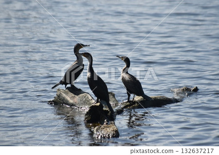 Lake Nakuru and wild birds seen in the Kenyan safari "Lake Nakuru National Park" 132637217