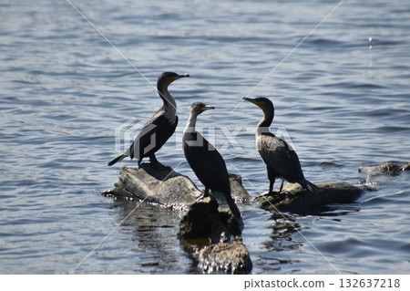 Lake Nakuru and wild birds seen in the Kenyan safari "Lake Nakuru National Park" 132637218