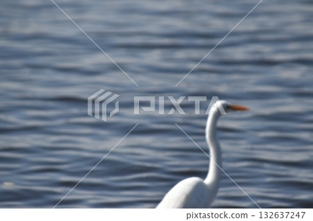 Lake Nakuru and wild birds seen in the Kenyan safari "Lake Nakuru National Park" 132637247