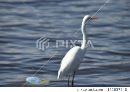 Lake Nakuru and wild birds seen in the Kenyan safari "Lake Nakuru National Park" 132637248