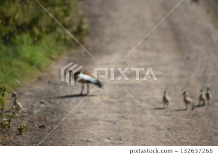 A mother and baby Egyptian goose seen in the Kenyan safari at Lake Nakuru National Park 132637268