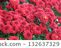 red marigold flowers in the garden 132637329
